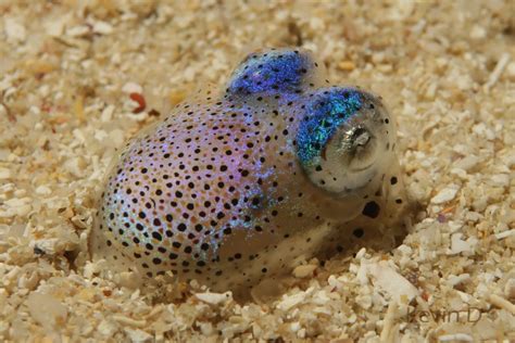 Bobtail squid in the sand – Scuba Taiwan