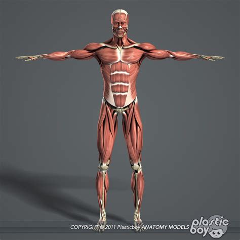 Skeletal Muscle 3d Model