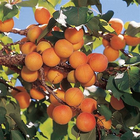 Early Golden Apricot Tree - Stark Bro’s