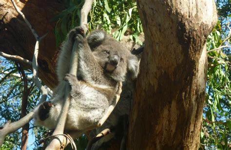 How You Can Attract and Protect Native Wildlife in Your Backyard