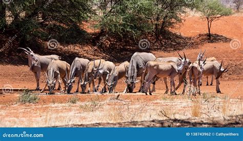 Eland Herd stock photo. Image of african, mammal, large - 138743962