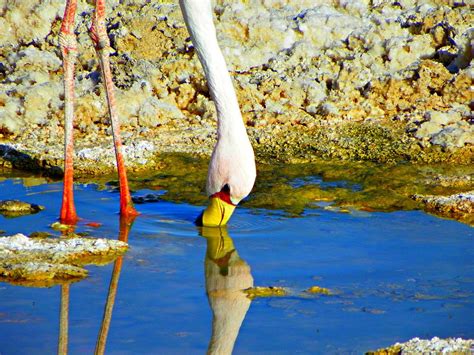 Flamingos in the Atacama Desert Photograph by Sandra Lira - Pixels