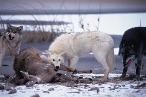 'Wolf Pack Eating Deer Carcass' Photographic Print - W. Perry Conway | AllPosters.com