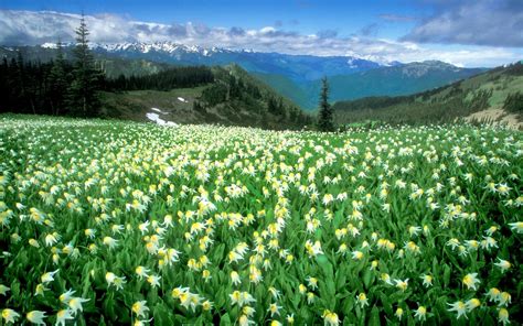 Download White Flower Spring Forest Landscape Mountain Field Nature Flower HD Wallpaper