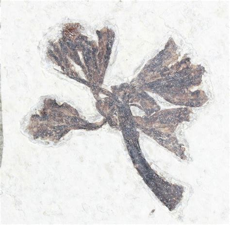 1.7" Fossil Monocot (Tube Flowers) - Green River Formation (#28273) For Sale - FossilEra.com