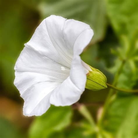 Bindweed - Minneopa Orchards