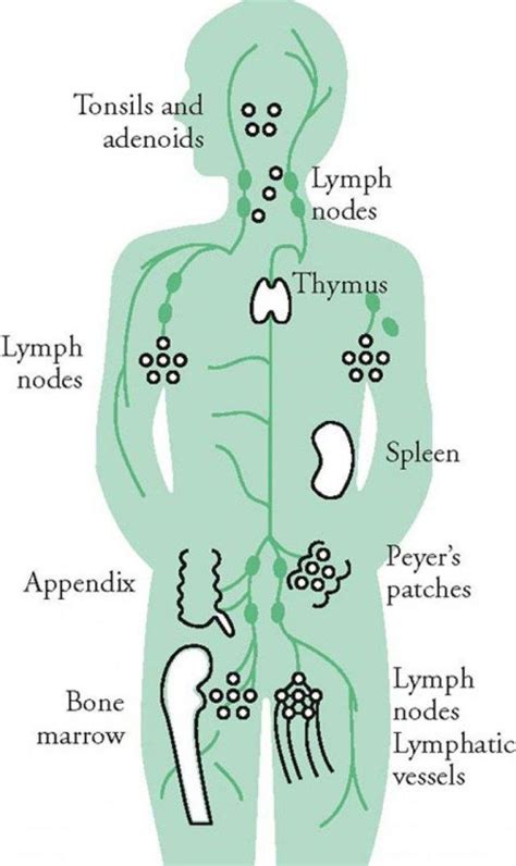 Lymphatic System Diagram For Kids | Lymphatic