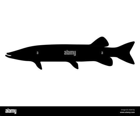 Muskellunge fish silhouette vector art Stock Vector Image & Art - Alamy