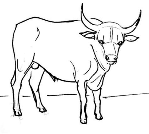 How To Draw A Bull - Draw easy