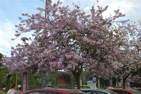 Sevilla y sus Árboles: Hablemos del árbol Pata de Vaca