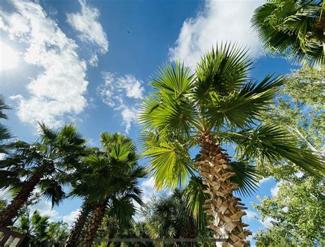 What kind of palm tree is this? Seen in the Orlando area, Florida. : r ...