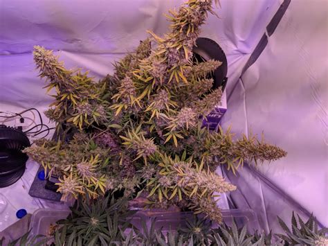 Advanced Seeds Jack Herer Harvest – Auto Flowering