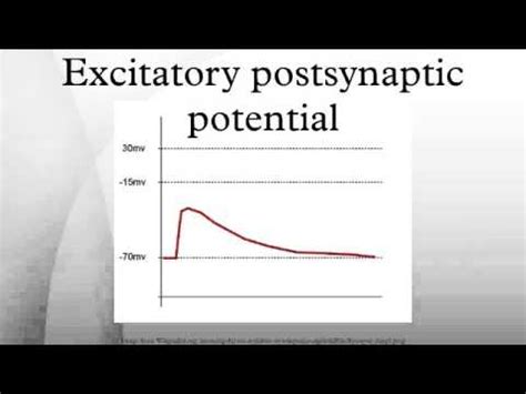 Excitatory postsynaptic potential - YouTube