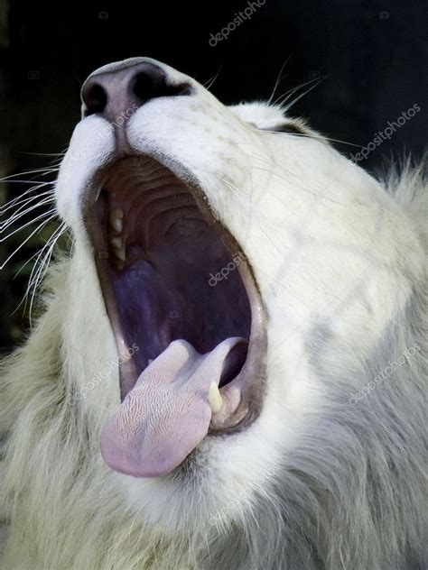 Lion yawning Stock Photo by ©ktd011 2313110