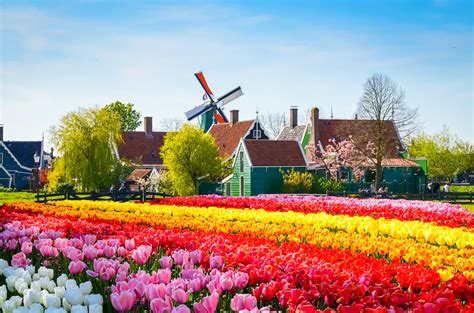 2021 Amsterdam, Kinderdijk & Dutch Bulbfields River Cruise - Travel Bureau