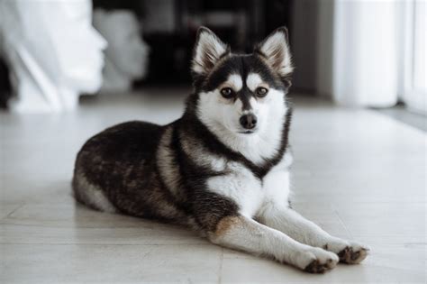 Can You Shave a Pomsky: Essential Grooming Tips - DogCareLife