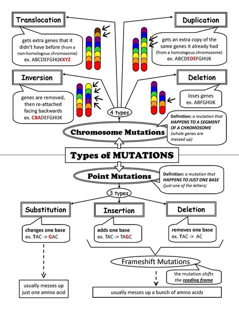 Types Of Mutations Worksheet Answers - Studying Worksheets