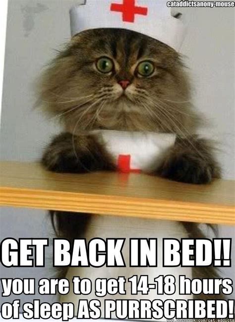 Pinterest | Nurse cat, Cats, Cute funny animals