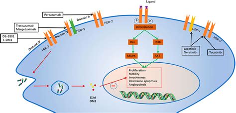 Perjeta Mechanism Of Action