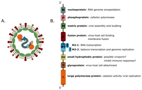 Human metapneumovirus - CalleyErrin