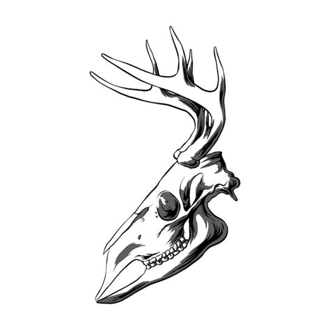 Premium Vector | Deer head skull vector illustration