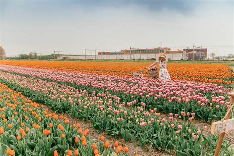 Best Tips for Visiting Tulip Fields in the Netherlands: Where, When ...