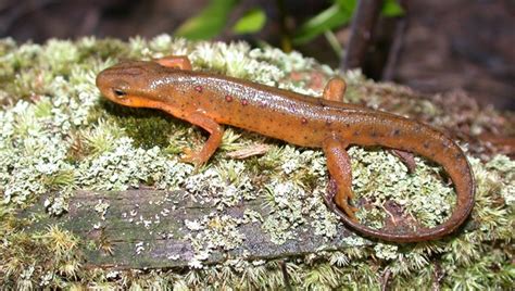 Eastern Newt Life Cycle