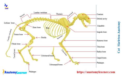 Cat Skeleton Anatomy with Labeled Diagram » AnatomyLearner >> The Place ...