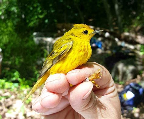 Bedford Audubon Society » Yellow Warbler