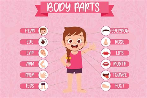 Buy Decorative | Body Parts|Educational for Toddlers|Kids Learning | for Decoration|Wall Décor ...