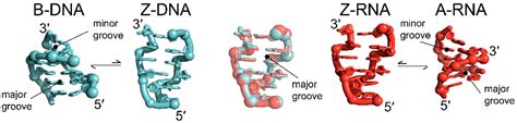 Molecules | Free Full-Text | Structure and Formation of Z-DNA and Z-RNA