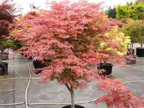 15 Varieties of Japanese Maple Trees With Colorful Foliage