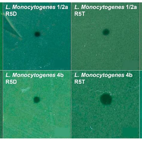 Plaque morphology of the different P100 bacteriophage samples infecting... | Download Scientific ...