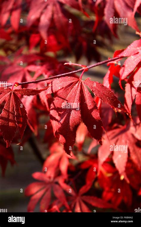 ACER PALMATUM ATROPURPUREUM IN AUTUMN Stock Photo - Alamy