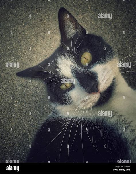 Cute Cat Looking Up At You Stock Photo - Alamy