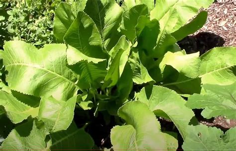 How to Grow Horseradish Plant the Successful Way - Gardening Channel