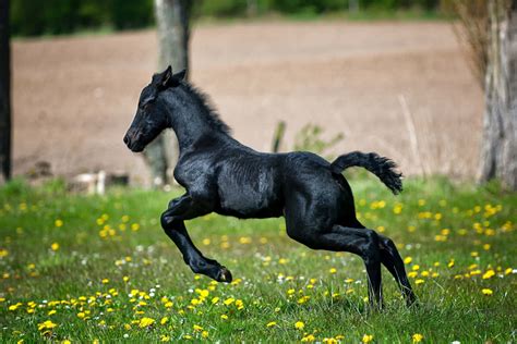 Download "Wild horse galloping across the open range." | Wallpapers.com