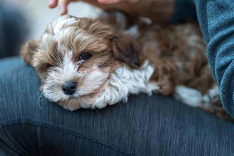 Lap dog breeds: Maltese, Bichon Frise, Cocker Spaniel, Toy Poodle