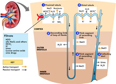 Mechanism of Urine Formation - GeeksforGeeks