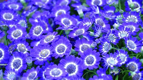 Free photo: Cineraria, Blue Flower, Spring - Free Image on Pixabay - 1231121