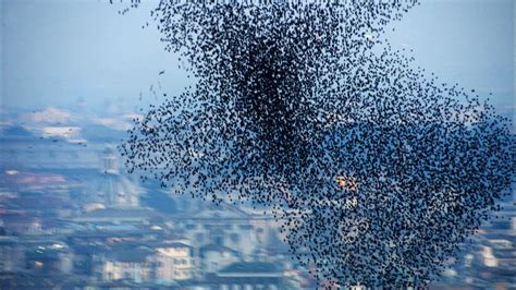 Starlings Swarming Over Rome