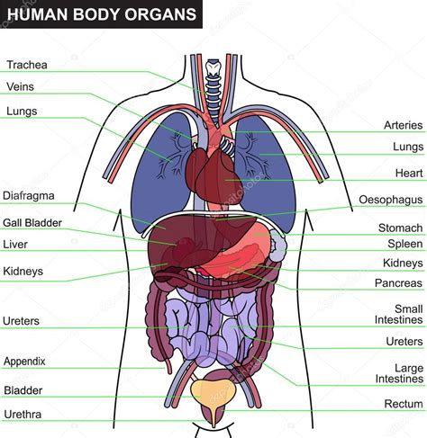 Corpo Humano Desenho Com Nomes