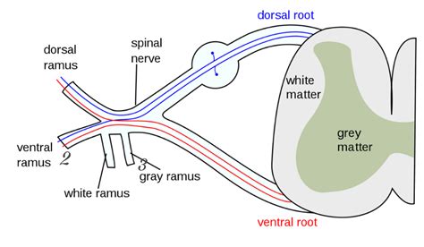 anatomy 1 chapter 13 Flashcards | Easy Notecards