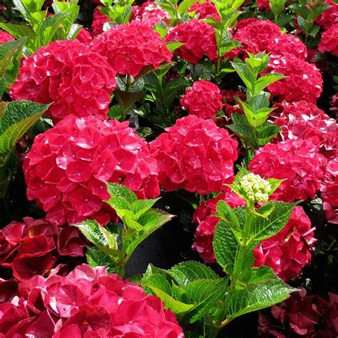 Magical Ruby Red Hydrangea Shrubs For Sale Online | The Tree Center