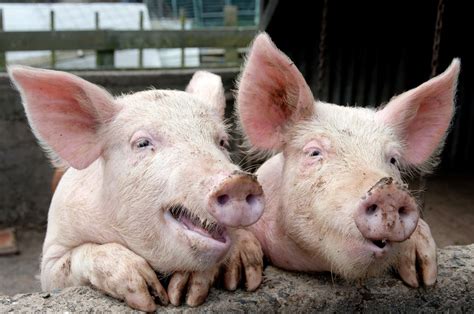 Man charged after 1,250 pigs found dead on Canadian farm - Agriland.ie