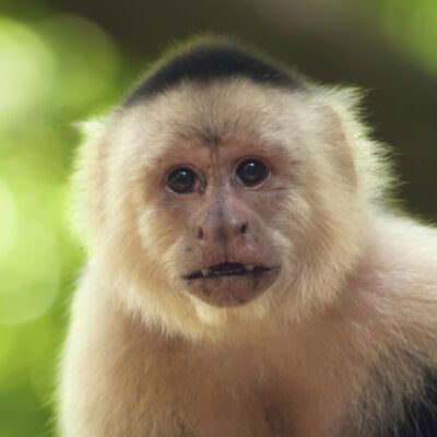 Capuchin Monkey | Rainforest Alliance