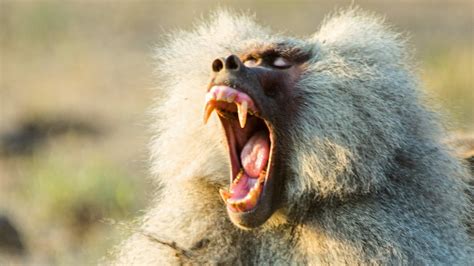 Baboon Troops Clash Over Territory | Life | BBC Earth - YouTube
