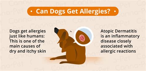 Types Of Dog Skin Conditions