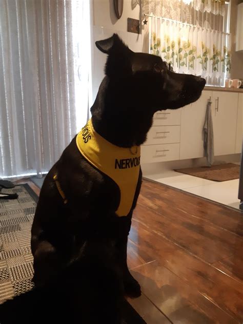 NERVOUS - Large adjustable Vest Harness in 2020 | Dog friends, Anxious dog, Dog leads