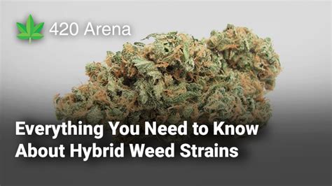 Everything You Need to Know About Hybrid Weed Strains